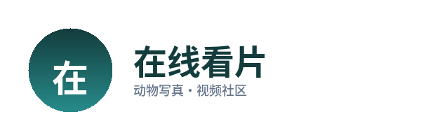 在线看片